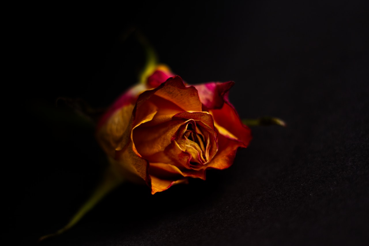 黑暗中的玫瑰花