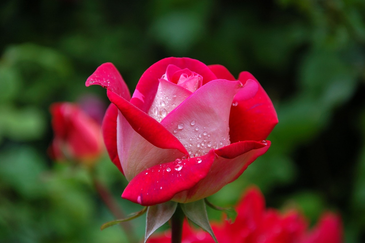 红色和粉红色玫瑰的特写